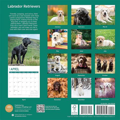 Labrador Calendars Black Yellow And Chocolate Labs