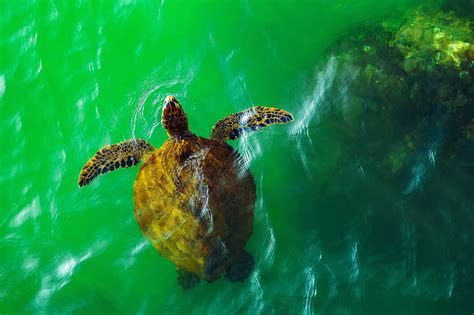 Animal Sea Turtle 4k Ultra Hd Wallpaper