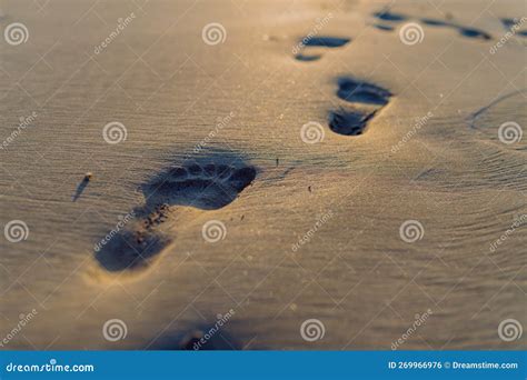 Close Up Of A Footprints On The Beach Stock Photo Image Of Sunset