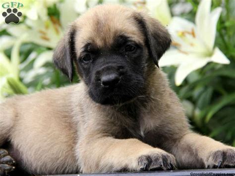 Mary English Mastiff Puppy For Sale In Coatesville Pa English