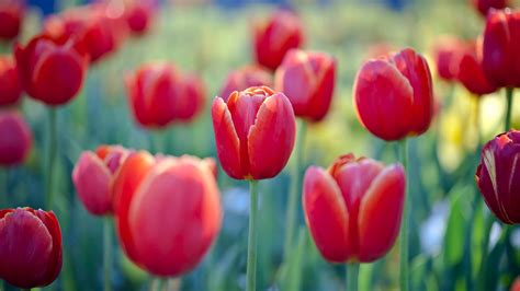 Red Tulips Floriade Bing Wallpaper Download