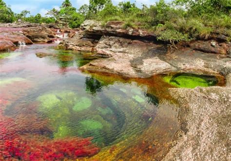Caño cristales is also known as 'el río de los 5 colores.' (the river of five colours) or the 'liquid rainbow'. 11 photographs showing why Caño Cristales is the coolest ...