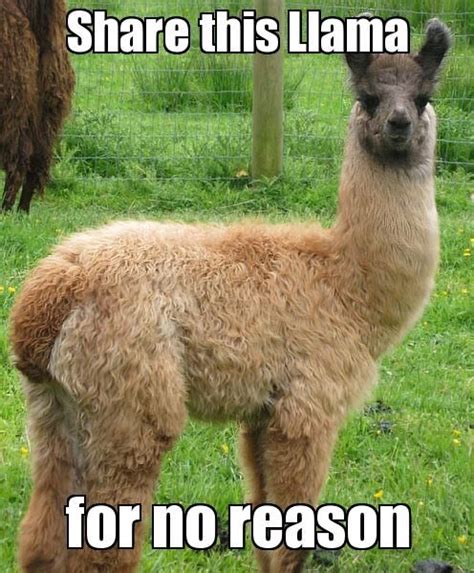 Huge List Of Awesome Stuff Funny Llama Funny Memes Funny