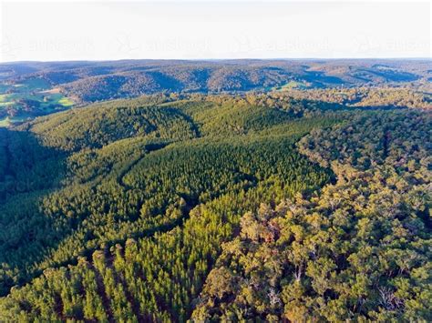 Image Of Aerial View Of Hills With Forest And Pine Plantation