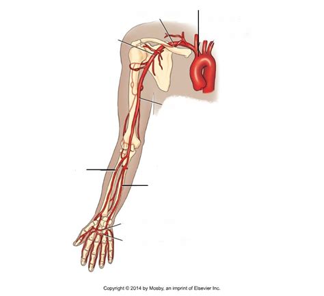 Upper Extremity Arteries Diagram Quizlet