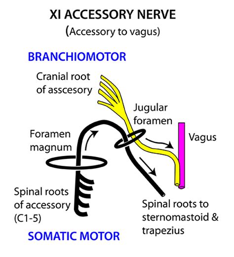 Instant Anatomy Head And Neck Nerves Cranial Xi Accessory