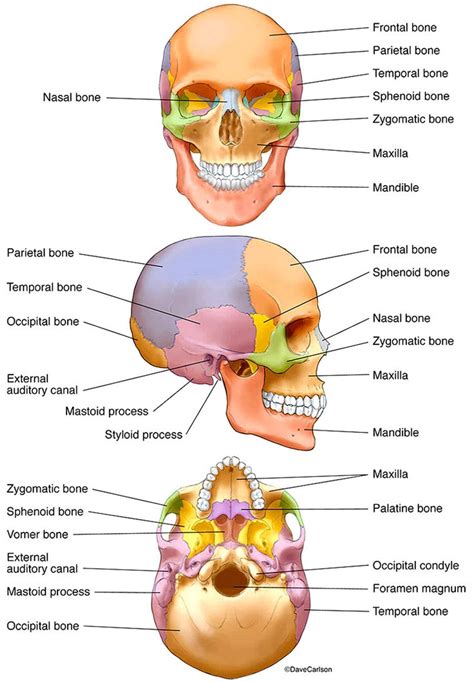 Bones Of The Human Skull Photo Human Anatomy And Physiology Anatomy