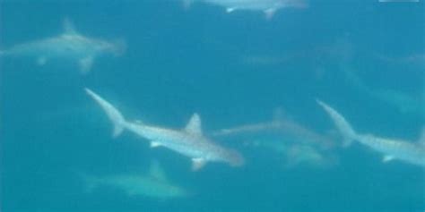 Rare Hammerhead Shark Mating Ritual Caught On Film Fox News