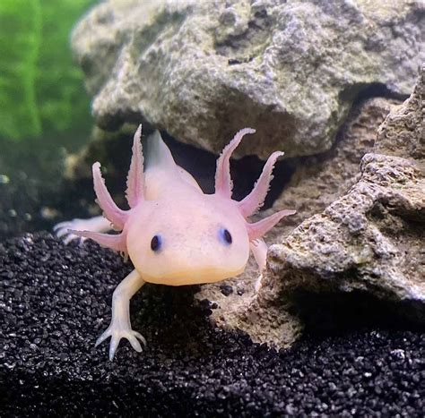 537 Best Axolotl Names Funny Cute Unique Names For Your Pet