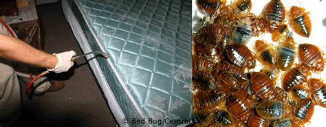 Bed Bug Control Cleaneatng