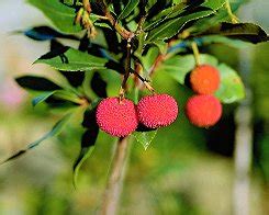 La macchia mediterranea è formata da piante sempreverdi: Bosco mesofilo, bosco termofilo e macchia mediterranea