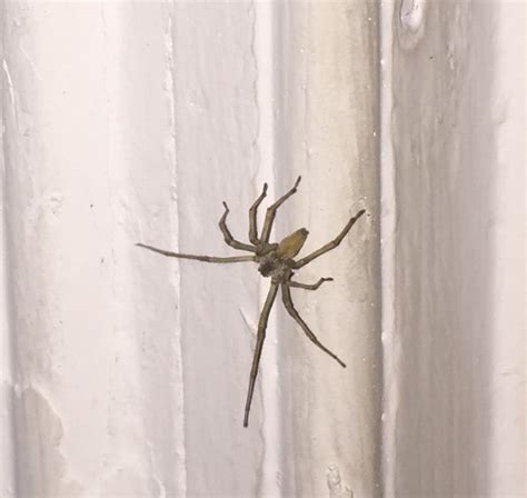 Cheiracanthium Mildei Long Legged Sac Spider In Binghamton New York