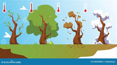 Nature And Flora Season Cycle Infographic Of Tree Growth Vector