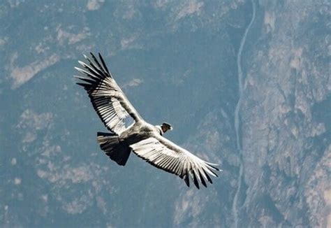 18 Facts About The Andean Condor That Will Shock You Learn Bird Watching