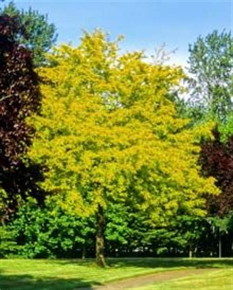 Shop our huge selection of flowering trees online with delivery right to your door. 111 Best Zone 7 Plants Shrubs and Trees images in 2019 ...