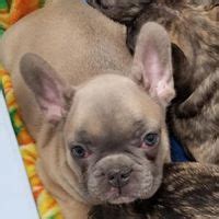 English bulldogs have a long history in the united kingdom, as they were, unfortunately this time, breeders focused on developing a dog with a sweet and gentle temperament instead of feel free to browse hundreds of active classified puppy for sale listings, from dog breeders in pa and. Cocalico French and English Bulldogs | Ask Frankie Breeder ...