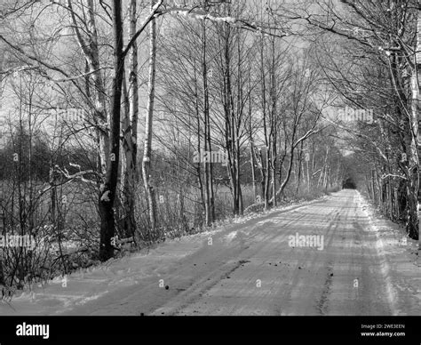 Black And White Winter Village Snowy Forest Birch Tree Road Landscape