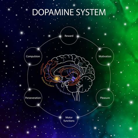 Dopamine System