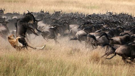 Serengeti Wildebeest Migration Calving Safari 8 Days Calving Season