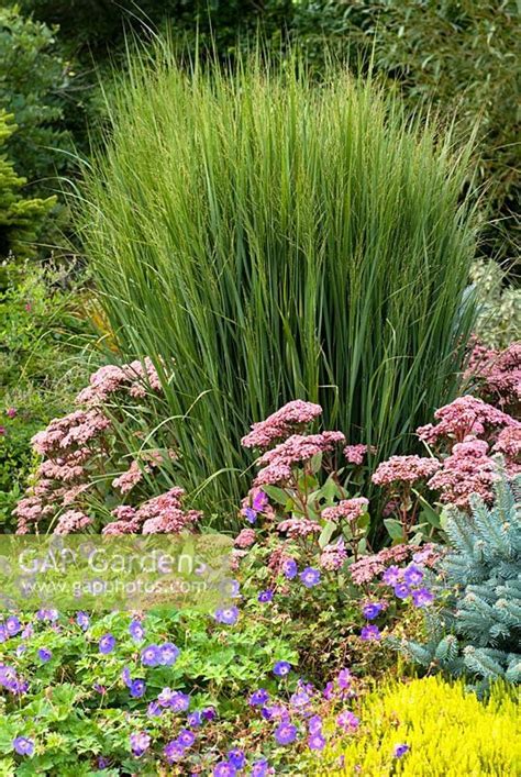 Panicum Virgatum Northwind Switch Grass With Erica Carnea Foxhollow