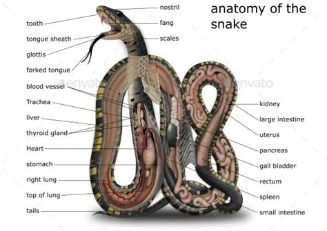 Anatomy Of The Snake Vectors Graphicriver