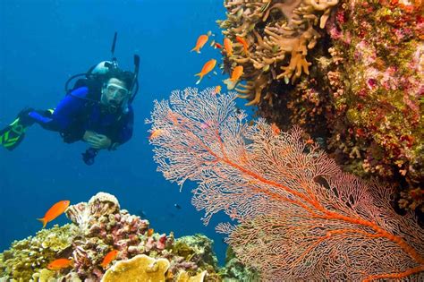 Los 10 Arrecifes De Coral Más Impresionantes Del Mundo El Nuevo Día