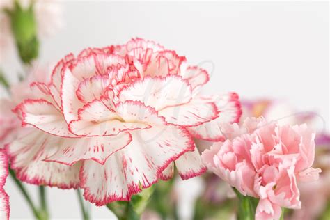 Styled Stock Photo Pink And White Carnation Flower Etsy White