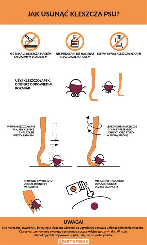 Kleszcz u psa objawy choroby jak wyciągnąć profilaktyka Wetopedia