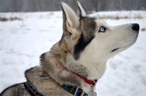 Dog Siberian Husky Portrait Winter Snow Race Profile Nature