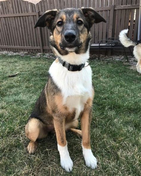 The Shollie Tout Sur Le Border Collie German Shepherd Mix Volta