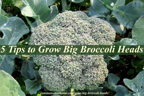 5 Tips To Grow Big Broccoli Heads