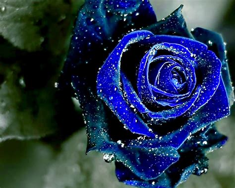 Beauty Blue Rose Flower Wallpaper Wallpaper Me