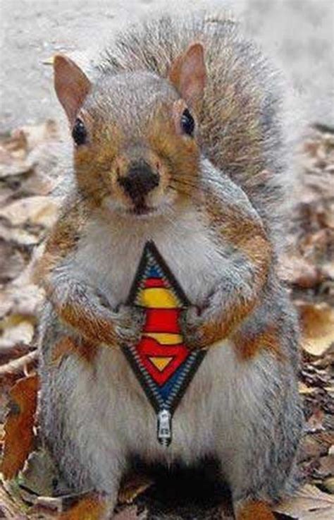 31 Most Funny Squirrel Images And Pictures Funny Animal Photos Funny