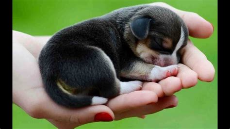 Worlds Cutest Puppy