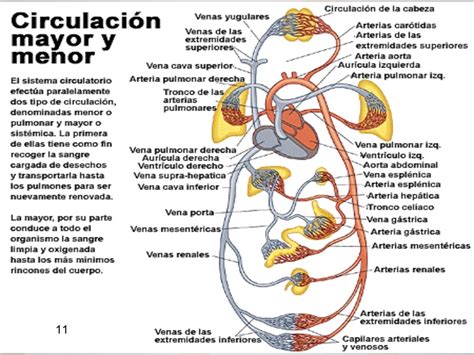 El Sistema Circulatorio Mayor ¿dÓnde Se Inicia Y Con Que Arteria