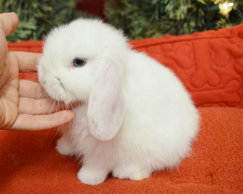 Blue Eyed White Male Holland Lop Baby