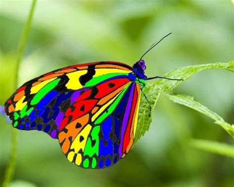 Rainbow Butterfly Wallpapers Top Free Rainbow Butterfly