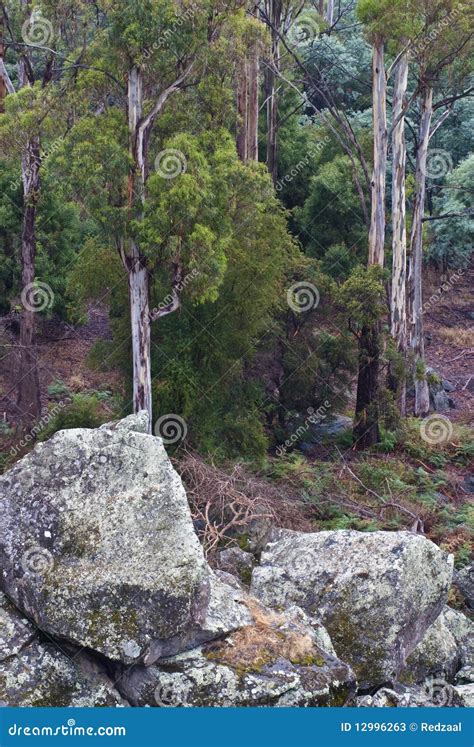 Tasmanian Forest Trees And Boulders Stock Image Image Of Australia