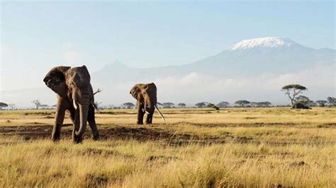 Amboseli Lake Naivasha Lake Nakuru Masai Mara 8 Days Discover