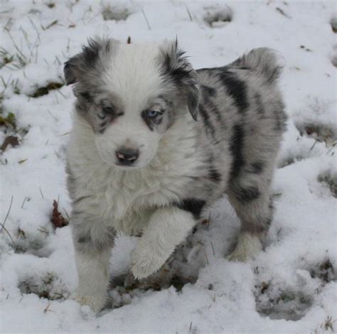 If they have any grey, blue or red markings then they are. Australian Shepherd puppy image in white, gray and black ...