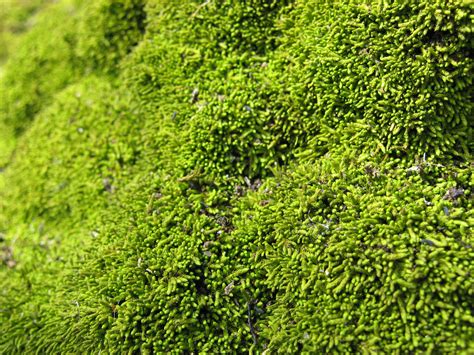 Green Moss Texture Free Stock Photo Public Domain Pictures