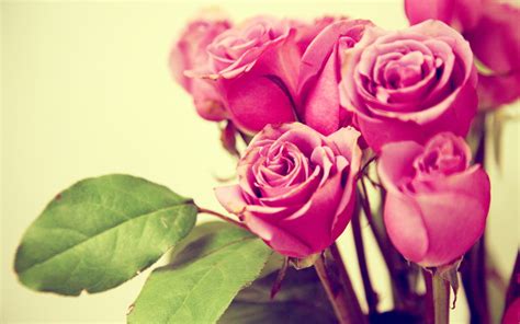 Pink Roses Cute Hd Desktop Wallpapers 4k Hd