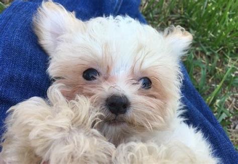 This name has simply been changed to shorkie to show the shih tzu in the mixed breed. Yorki Poo Puppy for Sale - Adoption, Rescue | Yorkshire Terrier Puppy Adoption in Princeton KY ...