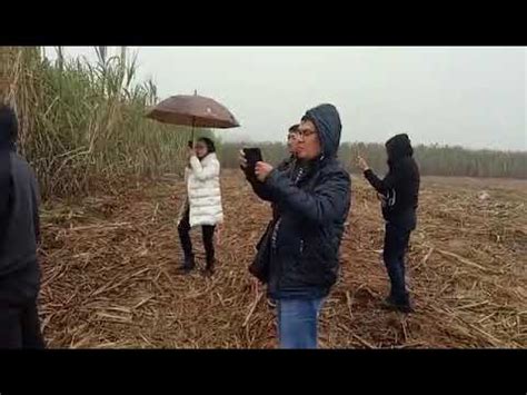 Whole Stalk Type Sugarcane Harvester Test Demo YouTube