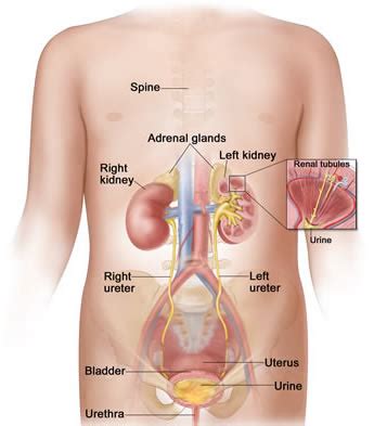 As part of the body's urinary system, kidneys create urine from urea, water, and other waste the fluid flows from the kidney's tubules, which are found inside the nephrons, to two. Are The Kidneys Located Inside Of The Rib Cage - nathalialism