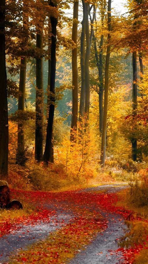 Forest Path Source Autumn Scenery