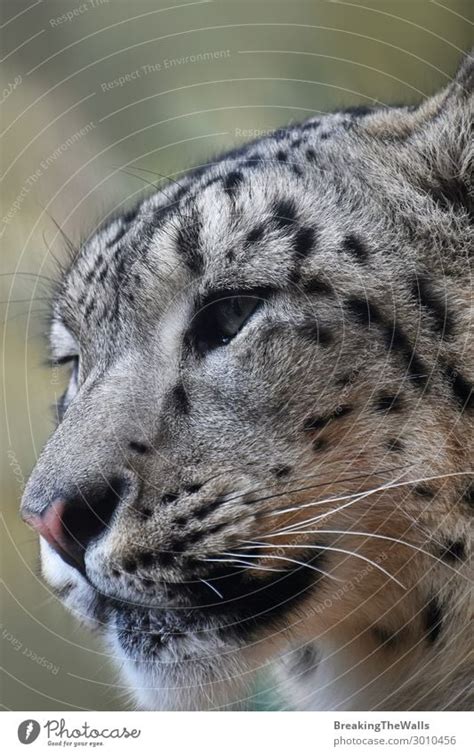 Close Up Side Portrait Of Snow Leopard Looking Away A Royalty Free