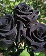 Black Rose Flower, Beautiful Rose Flowers, Black Flowers, Exotic ...