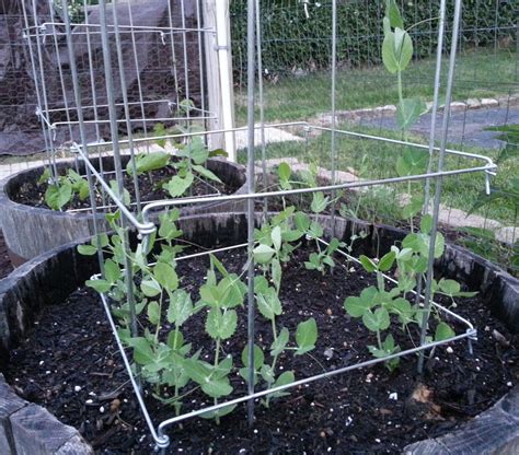 The Best 16 How To Grow Sugar Snap Peas Clothcolorbox