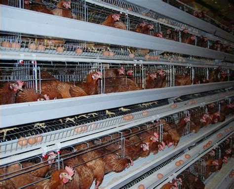 Agrifarming Layer Poultry Farming Project Report For 1000 Birds